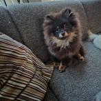 Pomeriaan pup met stamboom, Particulier, Keeshond, 15 weken tot 1 jaar, Reu