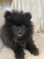 Een prachtige pomeriaan/dwergkees pup💙reu)., Keeshond, 8 tot 15 weken, Parvo, Meerdere