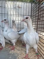 Vliegduiven vlieg kitje, Meerdere dieren, Postduif