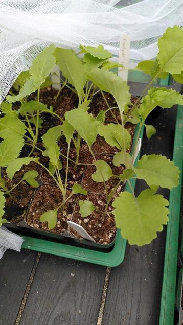 Winter Andijve & Doorlopende Kale Bio beschikbaar voor biedingen