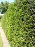 Goedkope taxushaag, alle maten taxushagen taxus, Tuin en Terras, Ophalen of Verzenden, Taxus, Haag