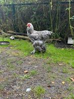 3 brahma hanen, Dieren en Toebehoren, Pluimvee, Mannelijk, Kip