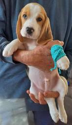 Beagle puppy's met 3 kleuren, Particulier, Overige rassen, 8 tot 15 weken, Buitenland