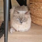 GEVRAAGD: lief gastgezin voor Siberische Neva Masquerade, Dieren en Toebehoren, Kater