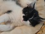 🩶SIBERISCHE KITTENS🩶500,- EN 100% HYPOALOGEEN, Dieren en Toebehoren, Katten en Kittens | Raskatten | Langhaar, Meerdere dieren