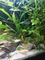 Jonge eigen kweek Kersenbuik Chilclide, Dieren en Toebehoren, Vis