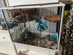 3 tamme ratjes met kooi, Rat, April, Mannelijk, Tam