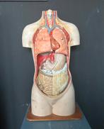 Antiek Anatomisch Torso - Jaren 30, Ophalen of Verzenden