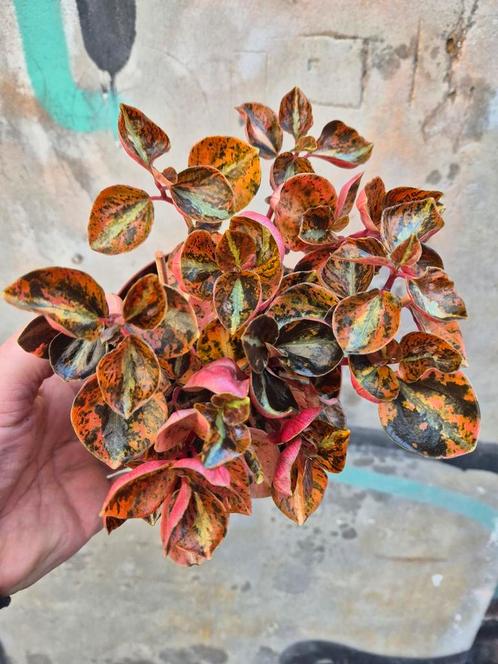 Peperomia Crème Brulee p12 (2), Huis en Inrichting, Kamerplanten, Overige soorten, Minder dan 100 cm, Ophalen of Verzenden