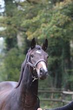 MOOIE , stoere 2,5j KWPN D-OC V. Incognito uit elite sport, Dieren en Toebehoren, Paarden, Merrie, Gechipt, Dressuurpaard, 0 tot 2 jaar