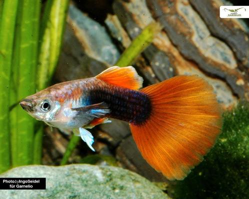 Guppen RED TOXEDO *** TE KOOP ***, Dieren en Toebehoren, Vissen | Aquariumvissen, Zoetwatervis, Vis, Schoolvis