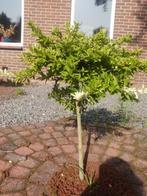 Twee sierheesters, Volle zon, Vaste plant, Bloeit niet, Ophalen