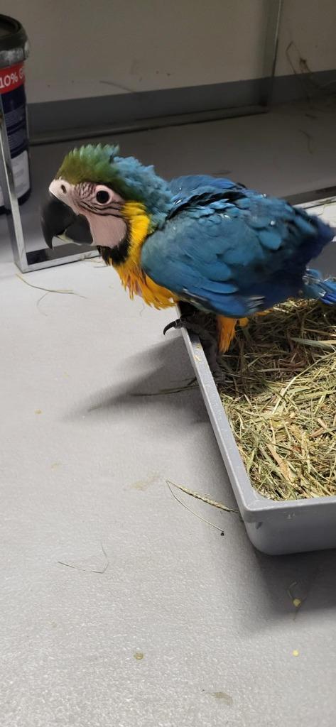 Ara papegaai (mei 2025 geboren), Dieren en Toebehoren, Vogels | Parkieten en Papegaaien, Papegaai, Mannelijk, Tam, Geringd