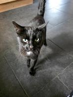Lief kater gratis, Dieren en Toebehoren, Katten en Kittens | Overige Katten, Kater