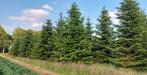 Abies nordmanniana /nordman / kerstbomen, 5-8 m lang, Bloeit niet, Overige soorten, 400 cm of meer, Ophalen