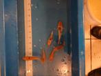 Koi karpers, Dieren en Toebehoren, Vissen | Vijvervissen, Karper of Koi