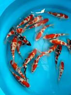 Japanse koi kohaku van kweker   Hoshikin, Dieren en Toebehoren, Vissen | Vijvervissen, Karper of Koi