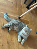 Dekkater Twix , Britse Korthaar ( niet te koop ! ), Dieren en Toebehoren