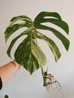 Monstera variegata gewortelde stek, Huis en Inrichting, Ophalen, Overige soorten, Minder dan 100 cm
