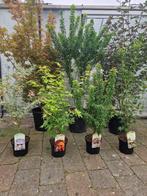 Japanse esdoorns, Tuin en Terras, Planten | Bomen, Ophalen, Bloeit niet, Halfschaduw, Overige soorten