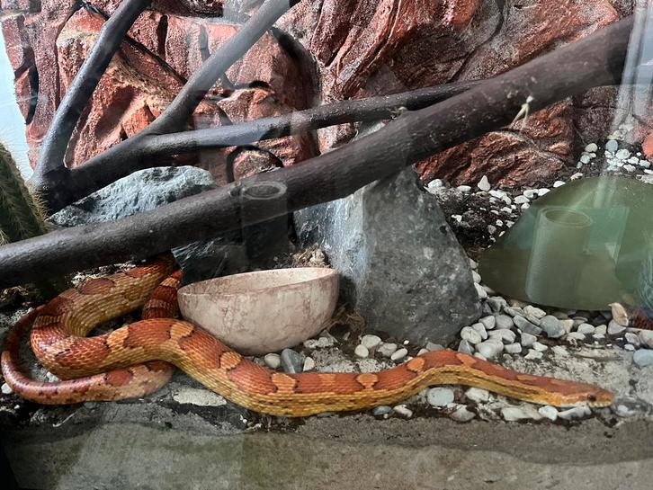 Rode Rattenslang 1 jaar oud te koop