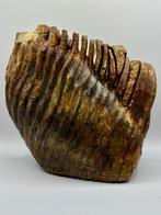 Wolharige Mammoet kies, Ophalen of Verzenden, Fossiel