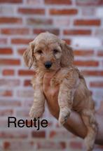 Super mooie maltipoo 6 reutjes 1 teefje, Dieren en Toebehoren, Overige rassen, CDV (hondenziekte), 8 tot 15 weken, Meerdere