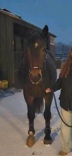 Leaser /bijrijder gezocht, Dieren en Toebehoren, Ophalen of Verzenden