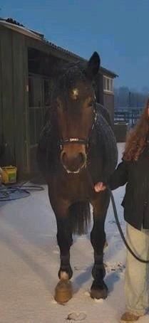 Leaser /bijrijder gezocht, Dieren en Toebehoren, Paarden en Pony's | Overige Paardenspullen, Ophalen of Verzenden
