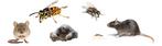 Muizen ratten mieren wespen bedwantsen en meer, Insecten of Spinnen