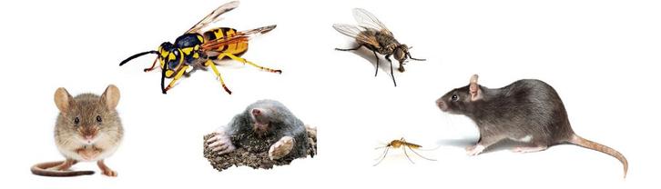Muizen ratten mieren wespen bedwantsen en meer, Diensten en Vakmensen, Ongediertebestrijding, Insecten of Spinnen
