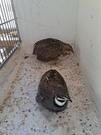 Koppel Chinese dwergkwartels + 2 jongen., Dieren en Toebehoren, Vogels | Overige Vogels, Meerdere dieren, Tropenvogel