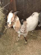 Hangoor bok, Dieren en Toebehoren, Schapen, Geiten en Varkens, Mannelijk, Geit