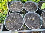 Niet vaak aangeboden: Senna hebecarpa., Tuin en Terras, Ophalen, Overige soorten