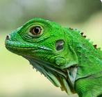 Groene Leguaan Iguana Iguana eieren of baby gezocht., Dieren en Toebehoren, Reptielen en Amfibieën