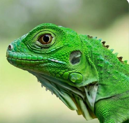 Groene Leguaan Iguana Iguana eieren of baby gezocht., Dieren en Toebehoren, Reptielen en Amfibieën