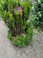 Taxus Stam / hout, Doe-het-zelf en Verbouw, Hout en Planken, Ophalen, Overige typen, 50 mm of meer, Minder dan 200 cm