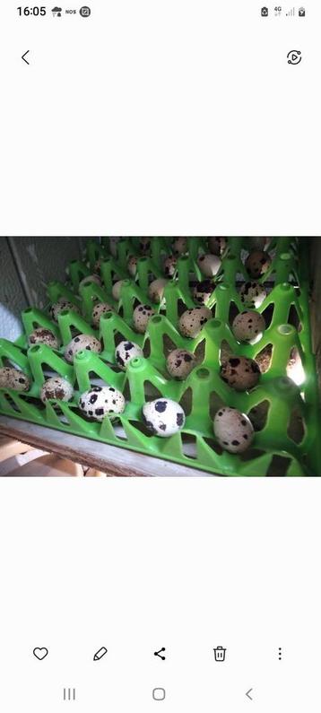 Broedeieren  Japanse en Jumbo en Chinese dwergkwartels kwart beschikbaar voor biedingen