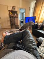 Grijze roodstaart papegaai lief en tam, Dieren en Toebehoren, Vogels | Parkieten en Papegaaien, Mannelijk, Papegaai, Tam