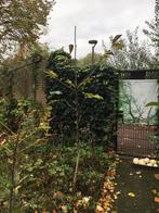 Walnotenboom, Ophalen of Verzenden, Bloeit niet, Volle zon, Overige soorten