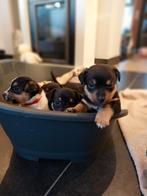 Jack russel pups Black en Tan! En één meer kleurige, 8 tot 15 weken, Korthaar, CDV (hondenziekte), Meerdere