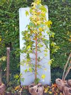 Amberboom, Tuin en Terras, Planten | Bomen, Bloeit niet, Overige soorten, 250 tot 400 cm, Ophalen