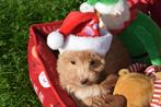Poedel kruising pups cavapoo,maltipoo, Dieren en Toebehoren, Honden | Niet-rashonden, België, Rabiës (hondsdolheid), 15 weken tot 1 jaar