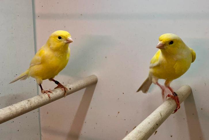 Bloedknap koppel Waterslager zangkanaries (2025), Dieren en Toebehoren, Vogels | Kanaries, Zangkanarie, Meerdere dieren