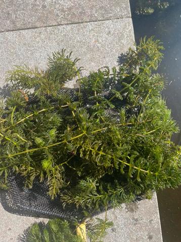 Grof hoornblad zuurstofplant  beschikbaar voor biedingen