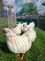 4 mooie vuil witte wyandotte kriel hennen te koop, Dieren en Toebehoren, Pluimvee, Vrouwelijk, Kip