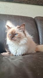 Ragdoll poes van 10 maanden, Dieren en Toebehoren, Katten en Kittens | Overige Katten, Poes, Langharig, 0 tot 2 jaar