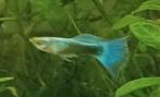 Guppen te koop, Dieren en Toebehoren, Vissen | Aquariumvissen, Vis, Zoetwatervis, Schoolvis