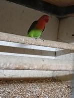 Te koop een mooie ficherie man, Mannelijk, Parkiet