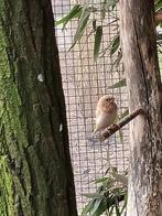 Japans meeuwtje pop, Dieren en Toebehoren, Vogels | Overige Vogels